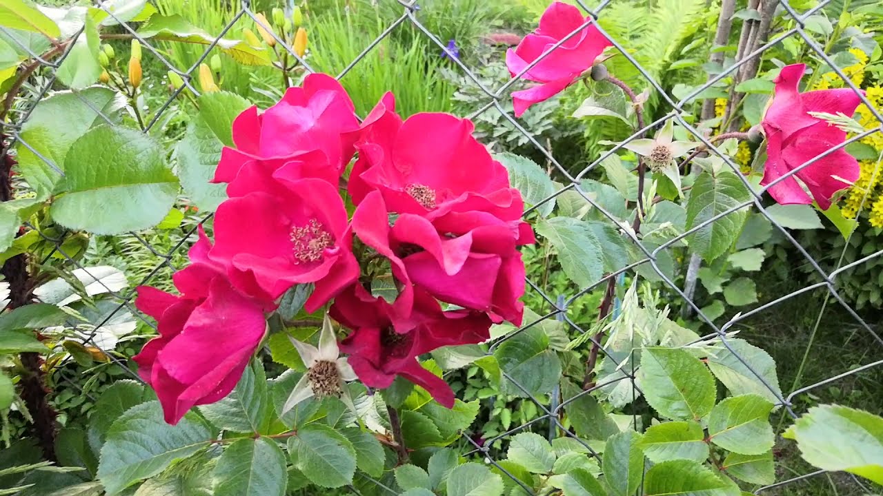Роза Александр МакКензи - купить в Минске, доставка почтой по Беларуси ...