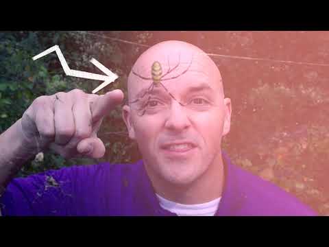 Joro spiders: friend or foe?