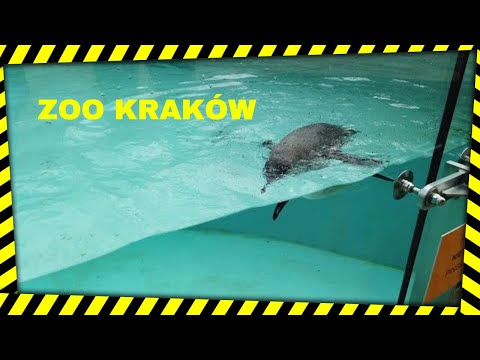 Kraków ZOO - zwierzęta świata