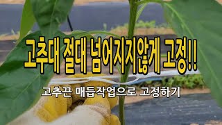 고추끈 고정작업 절대 넘어지지않게 하는법. 업그레이드버전 / 시골농부 천하대감