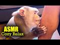 Pure Tingles With Judy No Talking Monkey Grooming ASMR