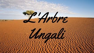 L'Arbre Ungali (8I)