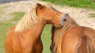 preview picture of video 'Wild Shetland Ponies at Rinsey in Cornwall'