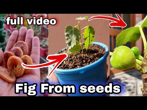 image-Can you grow a fig tree from a seed?