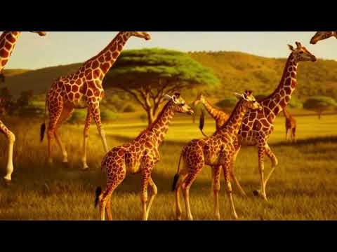 The Giraffe