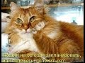 RLAVideo Улыбнись, Милый Друг! ! ! 