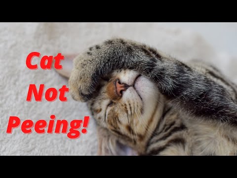 Cat Not Peeing