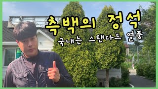 측백의 정석! 국내는 스탠다드 열풍