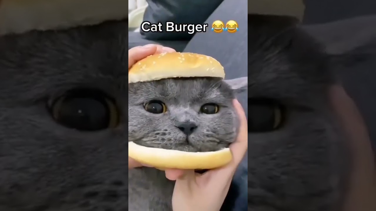 Top Viral Of My You Tube Recipe, Cat Became A Burger, cat burger, #shorts, #MyYouTubeRecipe