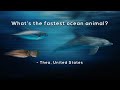 What S The Fastest Ocean Animal