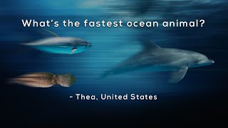 What's the fastest ocean animal? gameplay video by kacihunter, 7:31 duration
