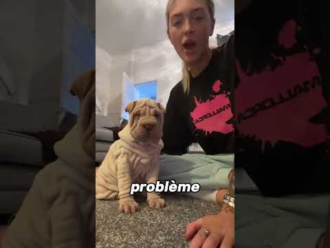 Elle a adopté un chien plein de plis 🥺🐶