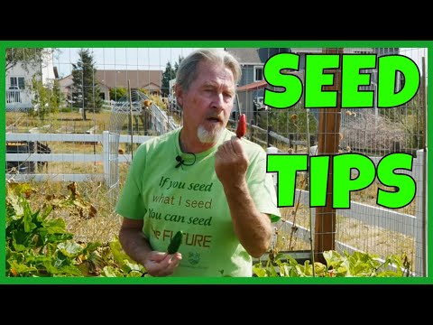 How to Collect Pepper Seeds (Never Buy Seeds Again)