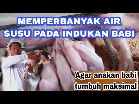 , title : 'Memperbanyak Air Susu Babi Agar Anak Babi Tumbuh Cepat. Peternakan Babi Dibali'