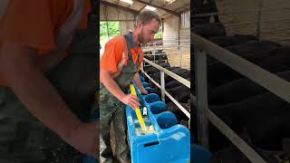 Download lagu How Calves Get Milk Fed (@Farming_Somerset) mp3