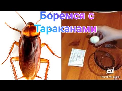 Копеечное средство от тараканов / Как избавится от тараканов за один день?