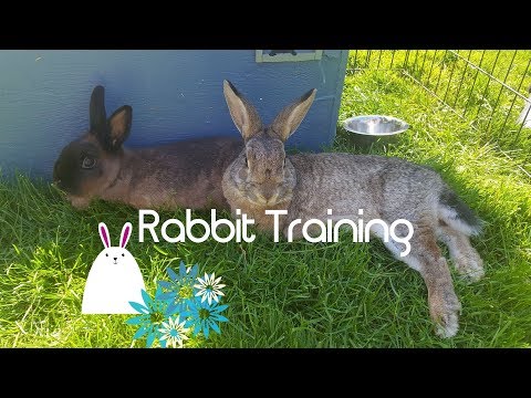 Training My Rabbits to Jump! - How to Train Bunny Rabbits - PART ONE
