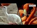 How baby flamingos get their pink colour | Animal Super Parents - BBC