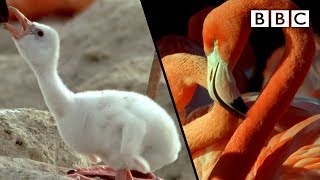 How baby flamingos get their pink colour  Animal S