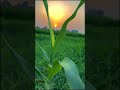 Farmer ️ Village Koligaon Naupada Khalahandi Orissa