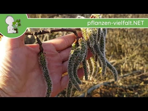 Behandlung von Prostatitis zu Hause Propolis Was bei Männern Saft einer Prostata nehmen