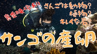 【ケアンズツアー】サンゴの産卵 Great Barrier Reef Coral Spawning　グレートバリアリーフで起こる年一度の神秘 オーストラリア・ケアンズ ダイビングクルーズ ロゴシーズ