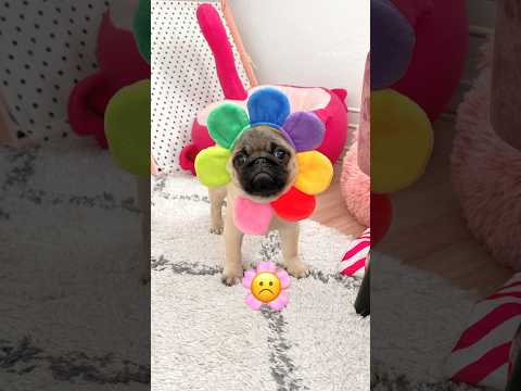 My PUPPY’S faces as EMOJIS ☹️🌸 #pug #puppy #funny