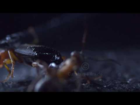 Bombardier beetle 1000frames/sec