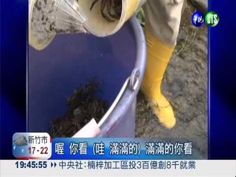 台東毛蟹季 肉質結實嚐鮮要快!