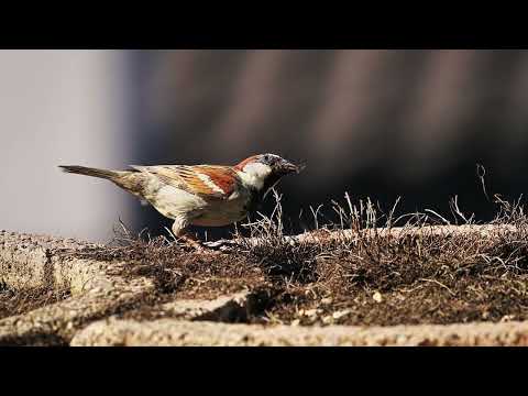 Selected Verses - Surah 7 (al-A'raf ) - Verses 146-150