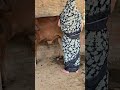Cow Baffalo Animalfarming Animals Cattleworld Cattlefarming Farming Dairyherd
