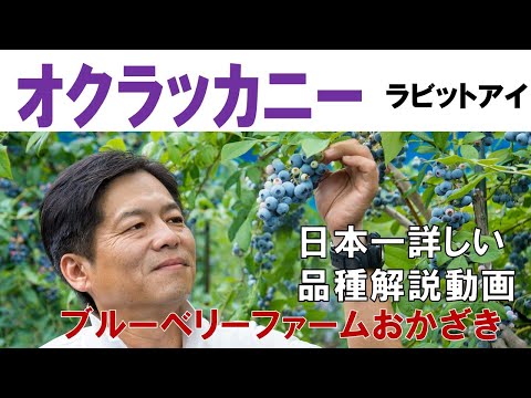 ボリビアのサイミリ - 定義