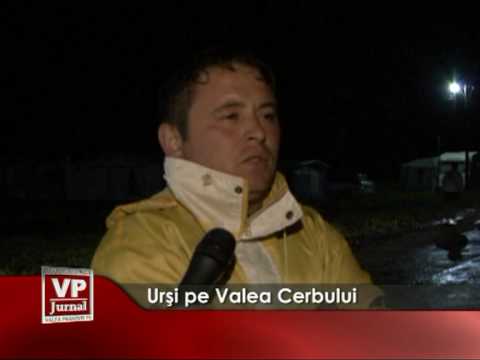 Urşi pe Valea Cerbului