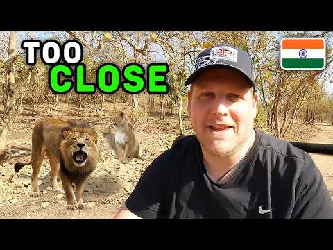 Once-in-a-Lifetime Wildlife Moment at Gir National Park! 🇮🇳