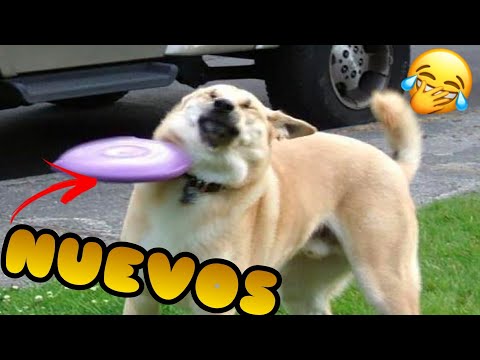 🤣 Recopilación de los Mejores Videos de Animales Graciosos 😺🐶 Mascotas que te Harán Reír
