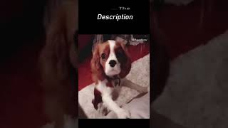 So Funny Dog and cat you laugh instantly, Dog Funny Video #243 || #Shorts