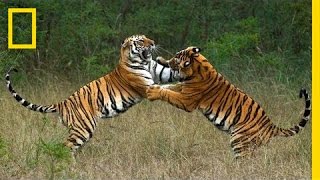 Steve Winter & Alan Rabinowitz: Tigers Forever | Nat Geo Live