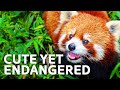 Red Pandas The World S Cutest Predator
