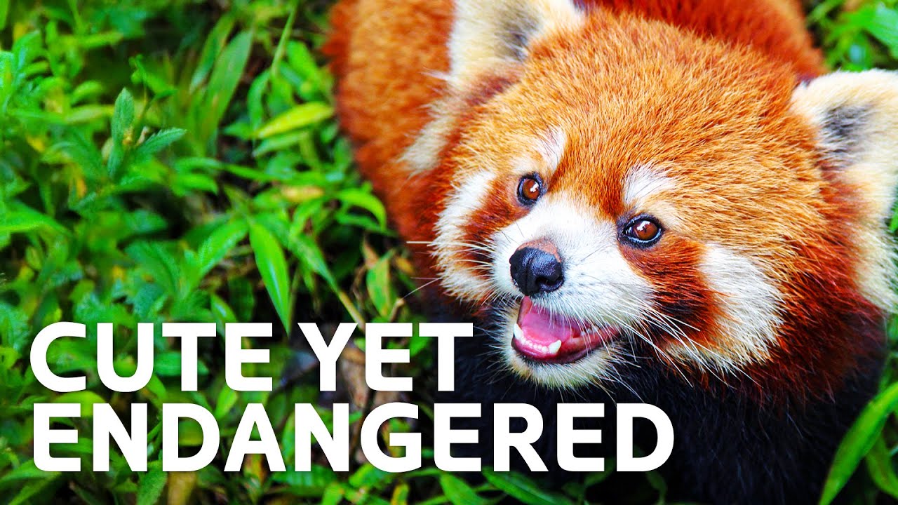 Red Pandas: The World's Cutest Predator?