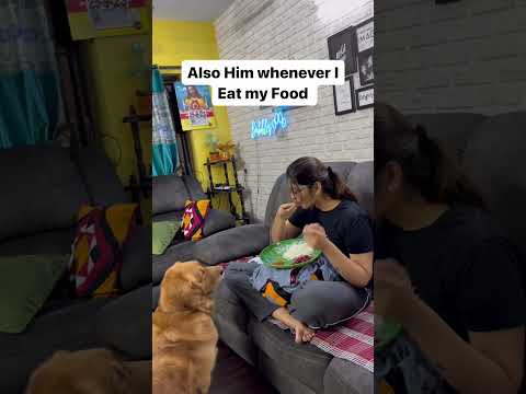 😂❤️ #dog #goldenretriever #funny #shortsindia