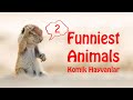 Funniest Animals 02 Komik Hayvanlar Animal Fails 02