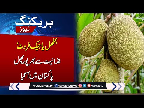 Jack Fruit (Kathal) Now in Pakistan | Nature's Precious Gift | Breaking News | SAMAA TV