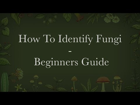 Caine Barlow: How to Identify Fungi - A beginners Guide