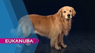 Reduce Shedding by up to 80% | Eukanuba | Health & Nutrition