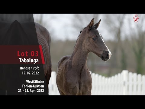 Fohlen-Auktion Lot 3 Tabaluga Hengst v. Total Diamond PS - Rubin Royal