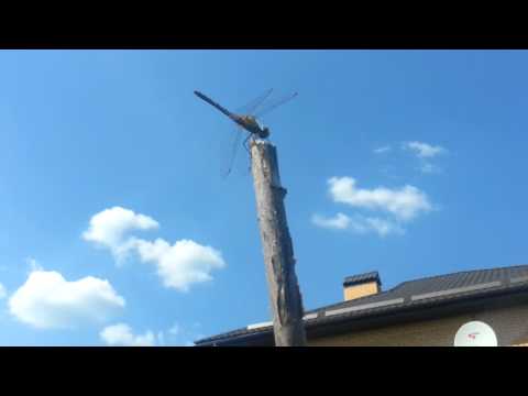 Blue-sky dragonfly 2013 07 05 15 51 34