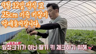 9월 12일 정식 딸기!! 오늘 10월 11일 그만 키우고 억제 관리 들어갑니다. 제가 왜 FMC프로그램을 …