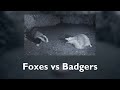 Fox vs Badger