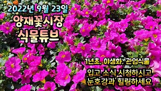 양재꽃시장 식물튜브 입고영상 시청 하시면서 도움이 되시길 바래요~ 2022년 9월 23일  #양재꽃시장 #식…