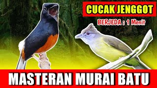 Download lagu MASTERAN MURAI BATU - suara Cucak jenggot Gacor  jernih keras berjeda 1 menit FULL 1 JAM variasi 2 mp3